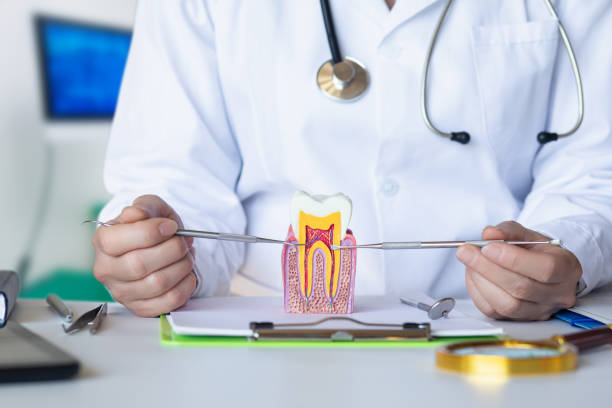 Best Broken or Chipped Tooth Repair in Holland, OH
